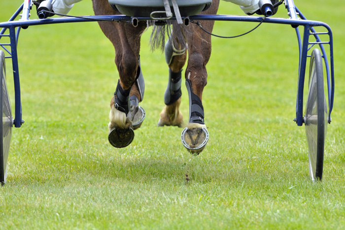 Trot