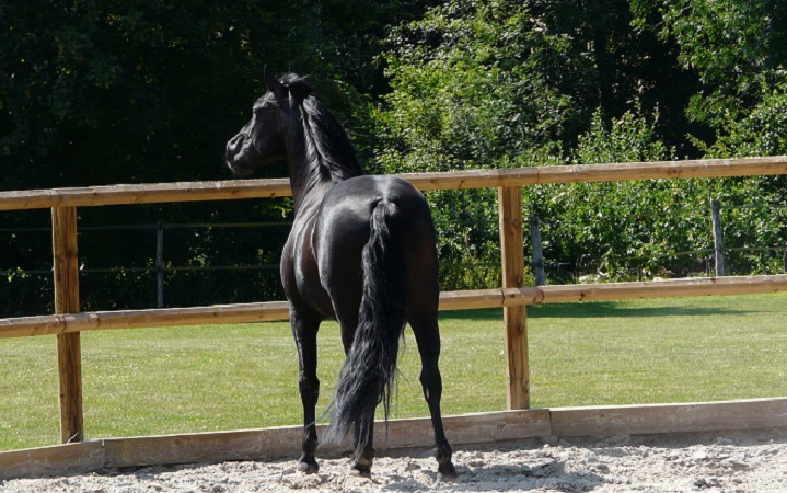 Cheval regardant par dessus une barrière
