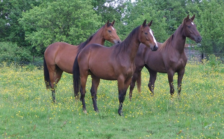 Haras-du-Lozon-Credit-Photo-Laurent-Vignaud