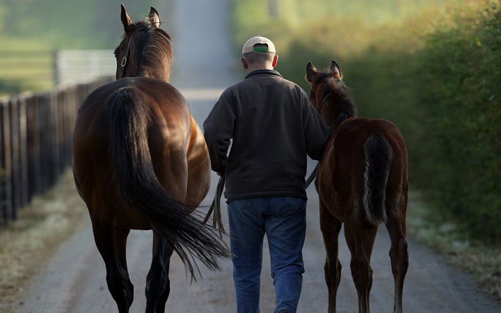 Haras-Normandie-CCN