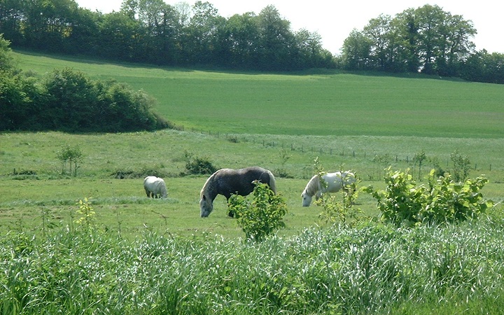 Exposition-cheval-percheron-ecomusee-2017