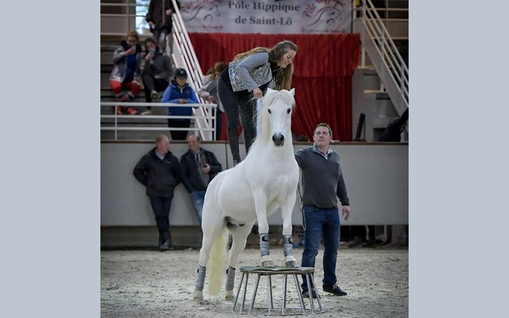 poneys-sous-les-pommiers-2017