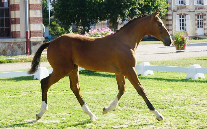 Havrix-du-plant-champion-foal-normandie-2017-Jean-Bougie-Equin-Normand
