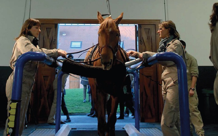 cheval_veterinaire-normandie-2020