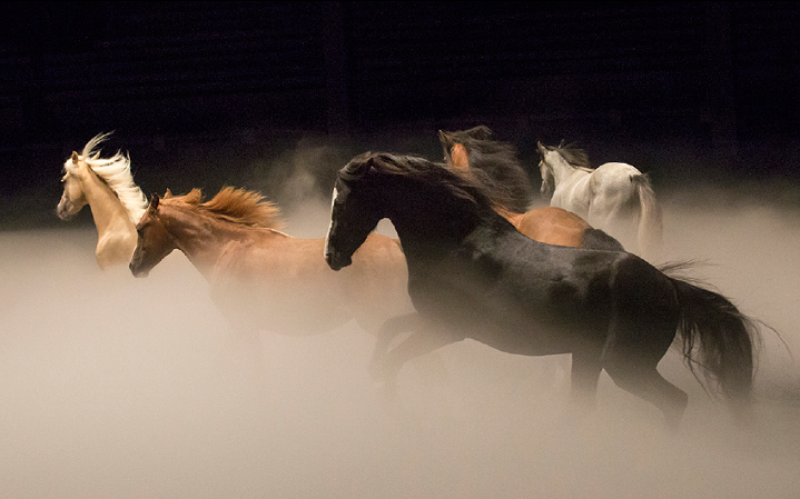 chevaux-normandie_spectacle-ex-anima-caen-2018.png