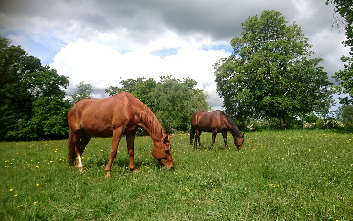 chevaux-prairie
