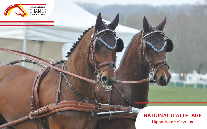 national d'attelage evreux conseil des chevaux normandie