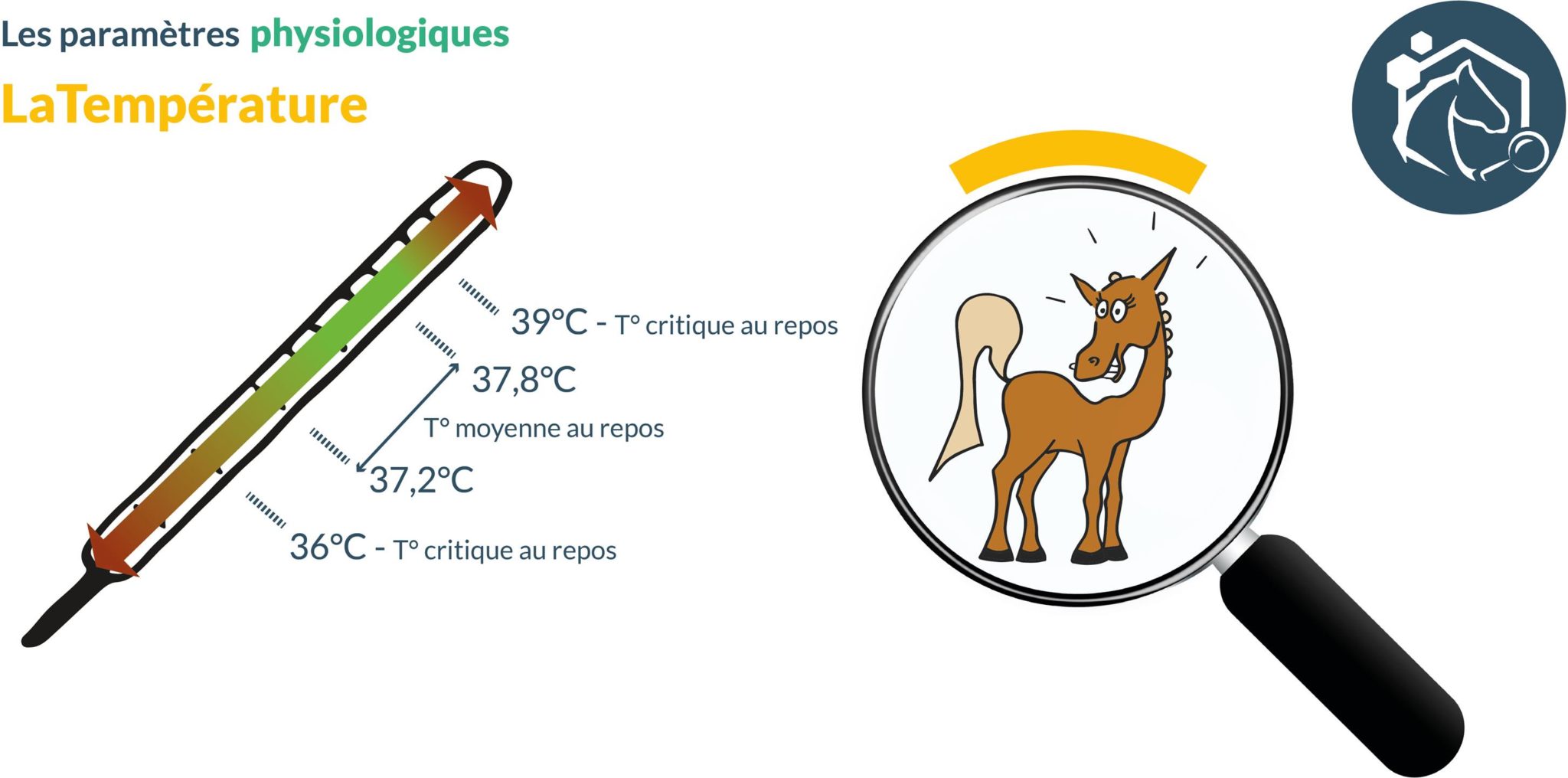 Rhinopneumonie Conseil des Chevaux de Normandie