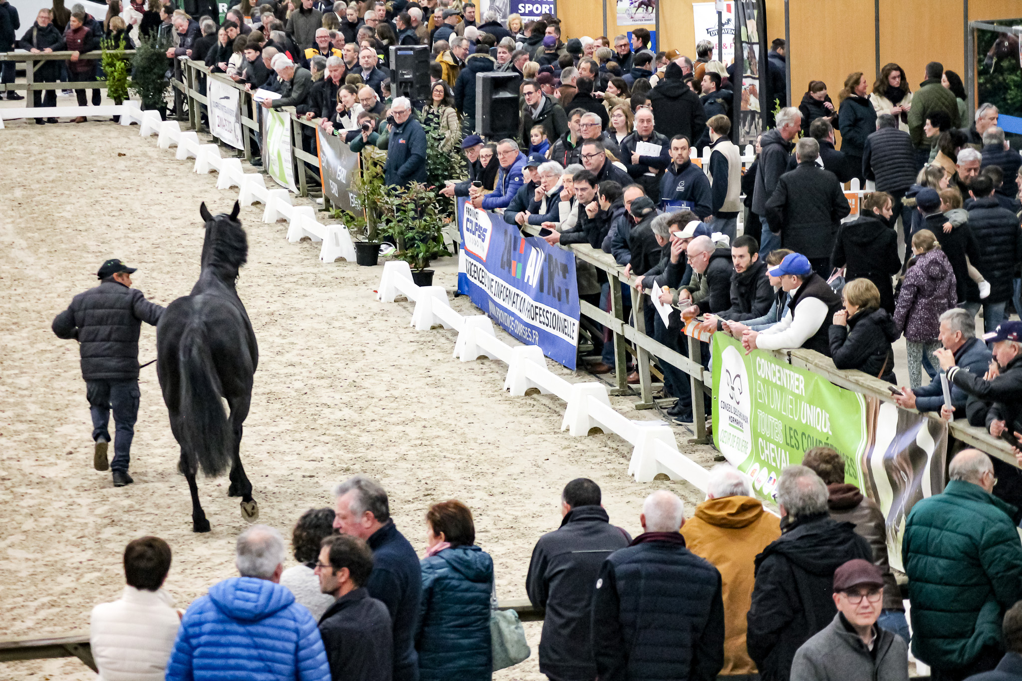 Présentation d'un cheval en main au milieu de la piste du Pôle Hippique de Saint-Lô entouré par les spectateurs