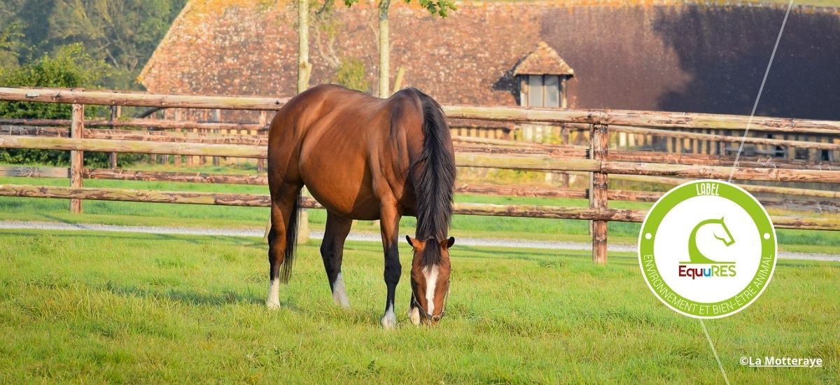 Élevage de la Motteraye, cheval dans un champs normand labellisé EquuRES