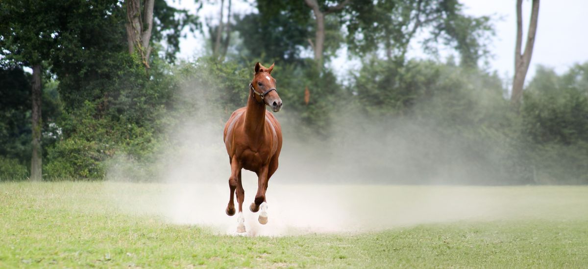 Un cheval galope librement au milieu d'un champ